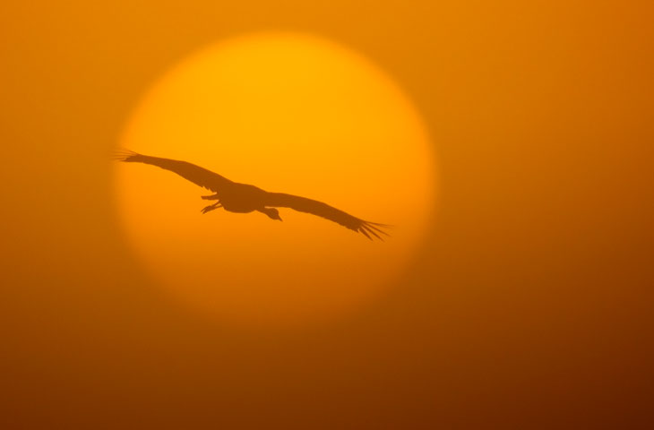 © J.Herting, Grauer Kranich im Sonnenaufgang.